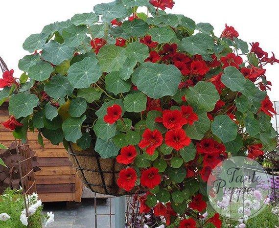 Capuchina roja