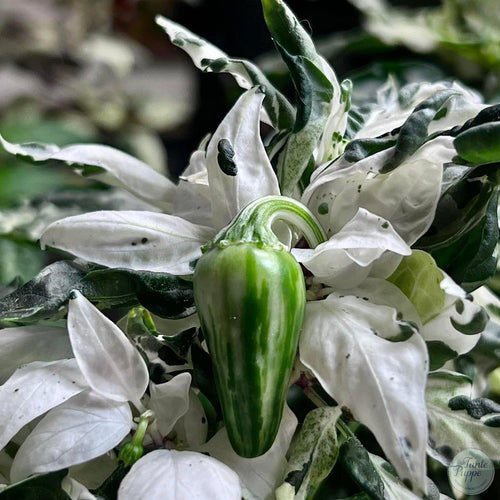 Ají Mattapeño o Jalapeño Variegado.