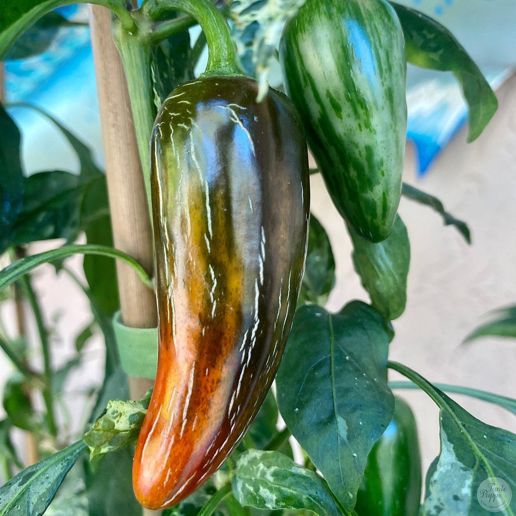 Ají Mattapeño o Jalapeño Variegado.