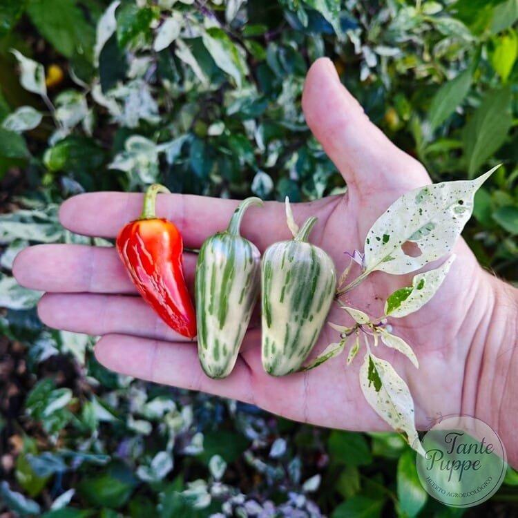 Ají Mattapeño o Jalapeño Variegado.