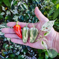 Ají Mattapeño o Jalapeño Variegado.
