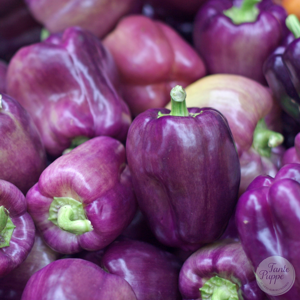 Pimiento Lilac Bell