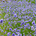Gilia Capitata