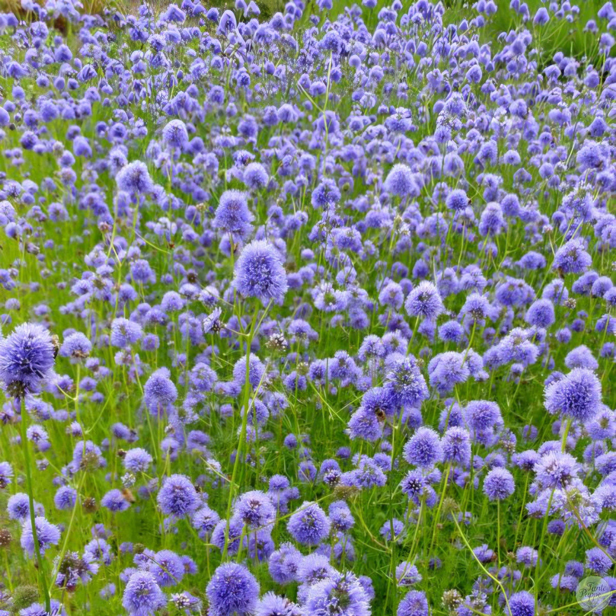Gilia Capitata