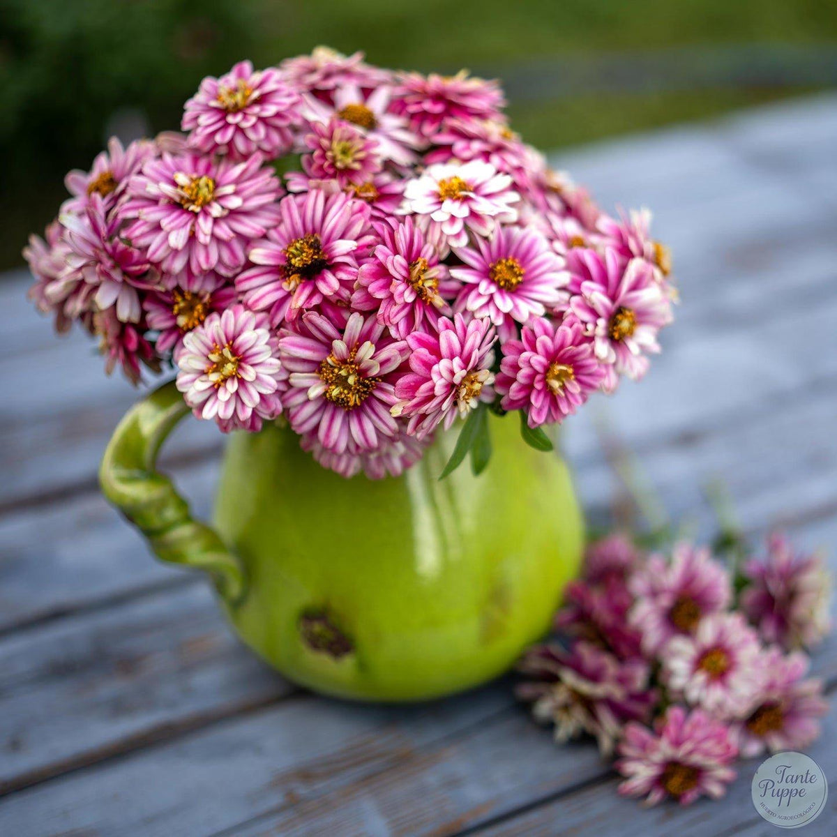 Zinnia Zahara double raspberry ripple