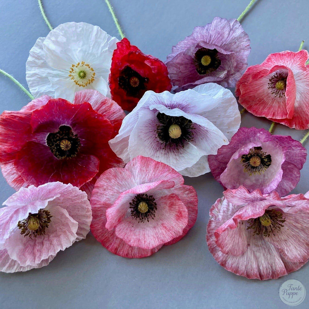 Amapola Mother of pearl