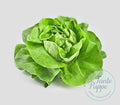 Lechuga Reina de mayo