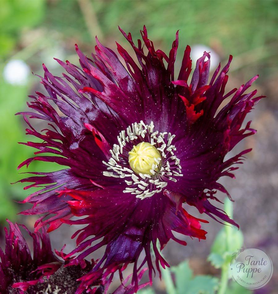 Amapola Cisne negro