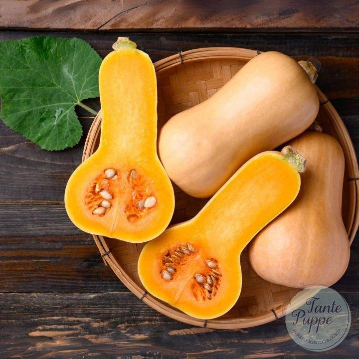 Zapallo Butternut