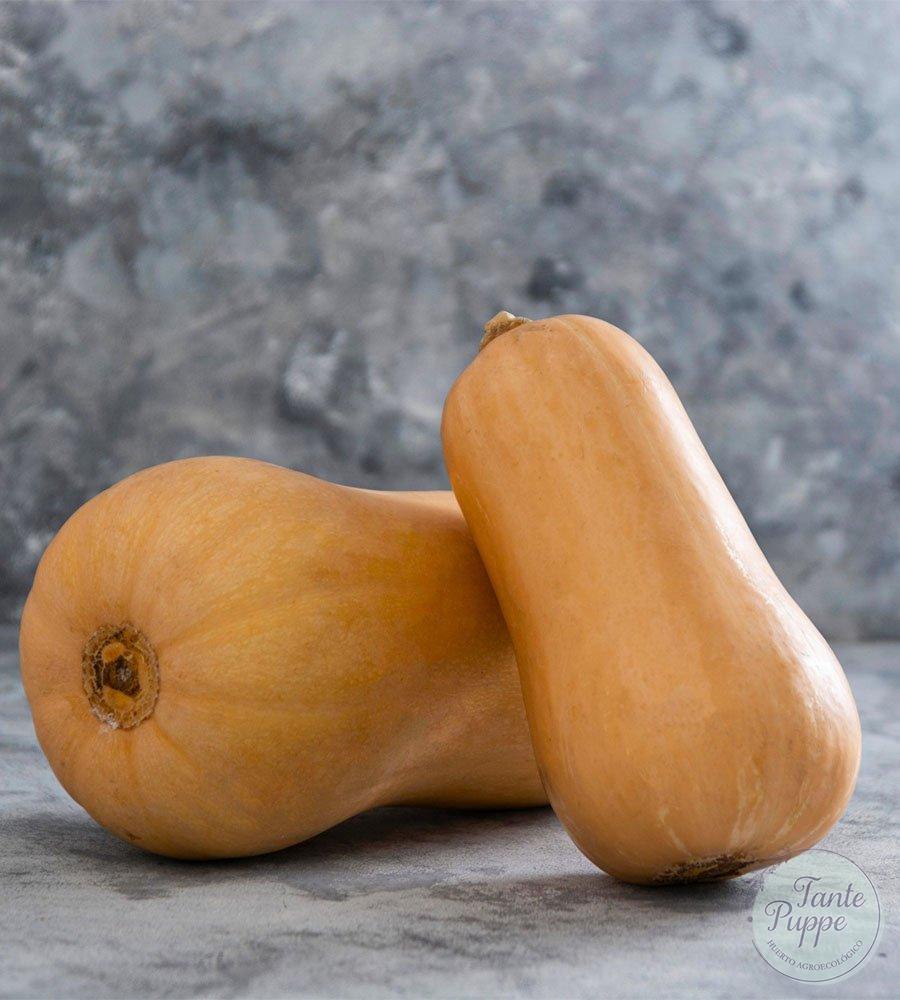 Zapallo Butternut