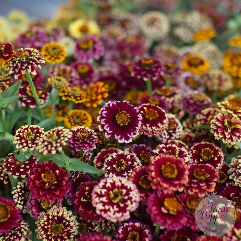 Zinnia bicolor