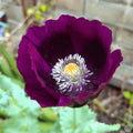 Amapola Burdeo
