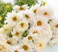 Cosmos double click snow