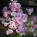 Cosmos Cupcake blush