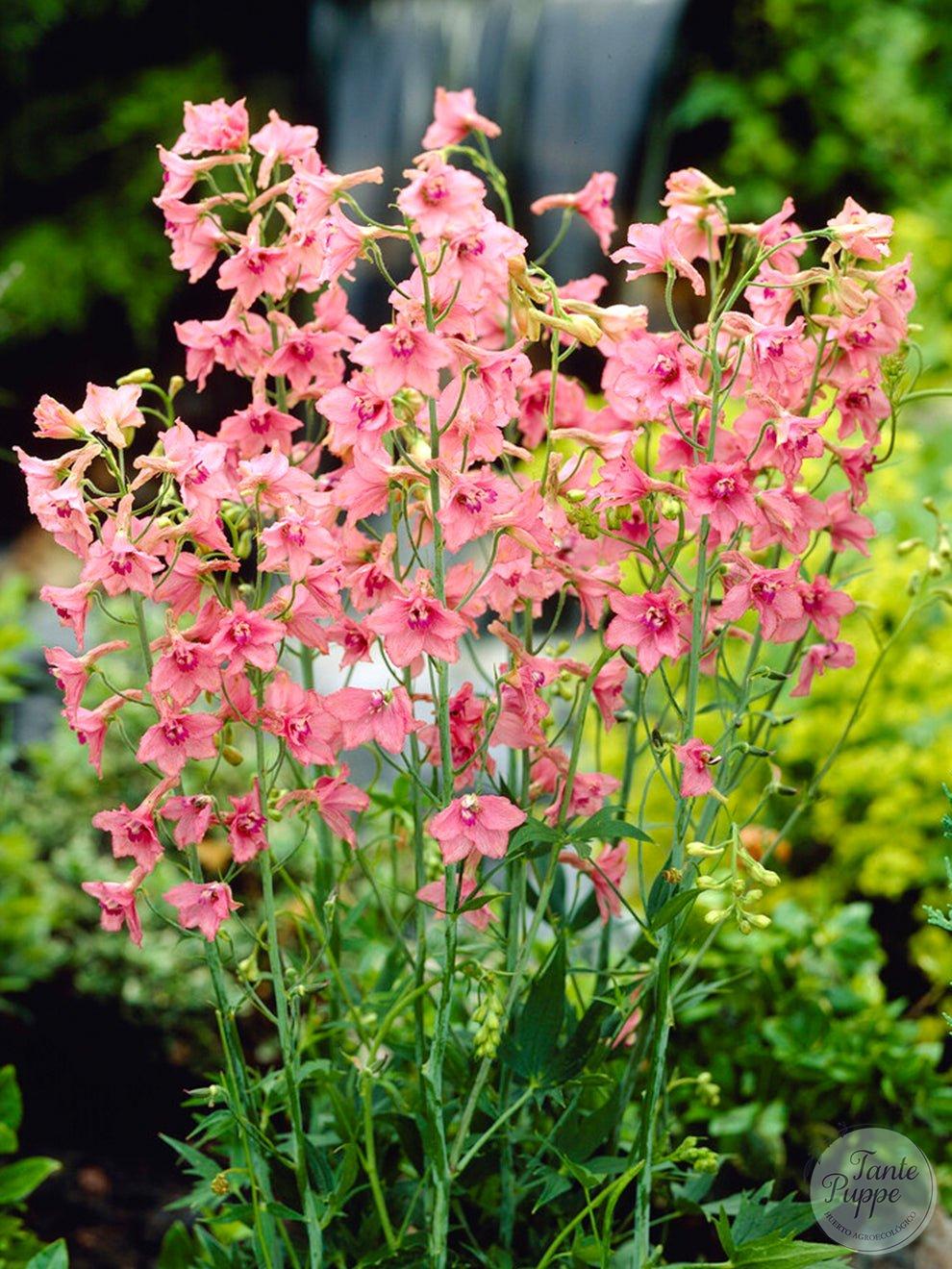 Delphinium