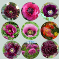 Pack 9 variedades de amapolas