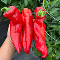 Pimiento Palermo