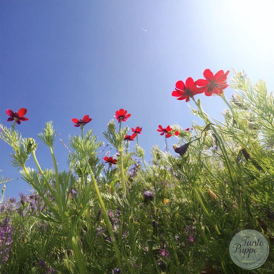 Adonis Rojo (Adonis annua)