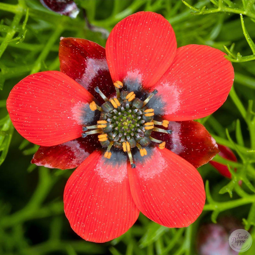 Adonis Rojo (Adonis annua)