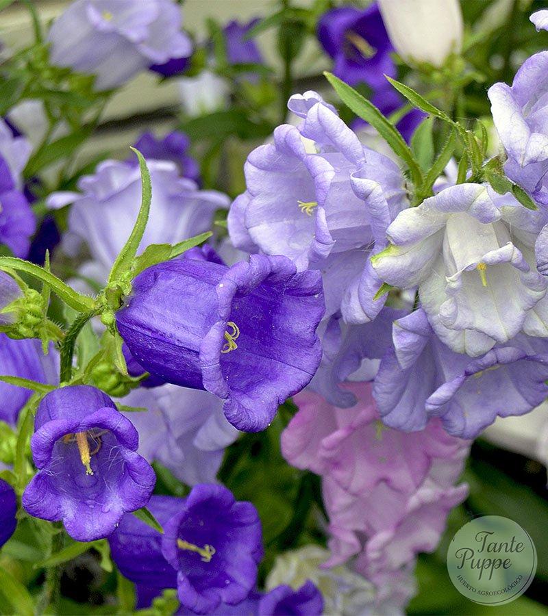 Campanilla de Canterbury o Campanula doble.