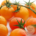 Tomate Tropical Sunset