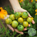 Tomate Green Vernissage