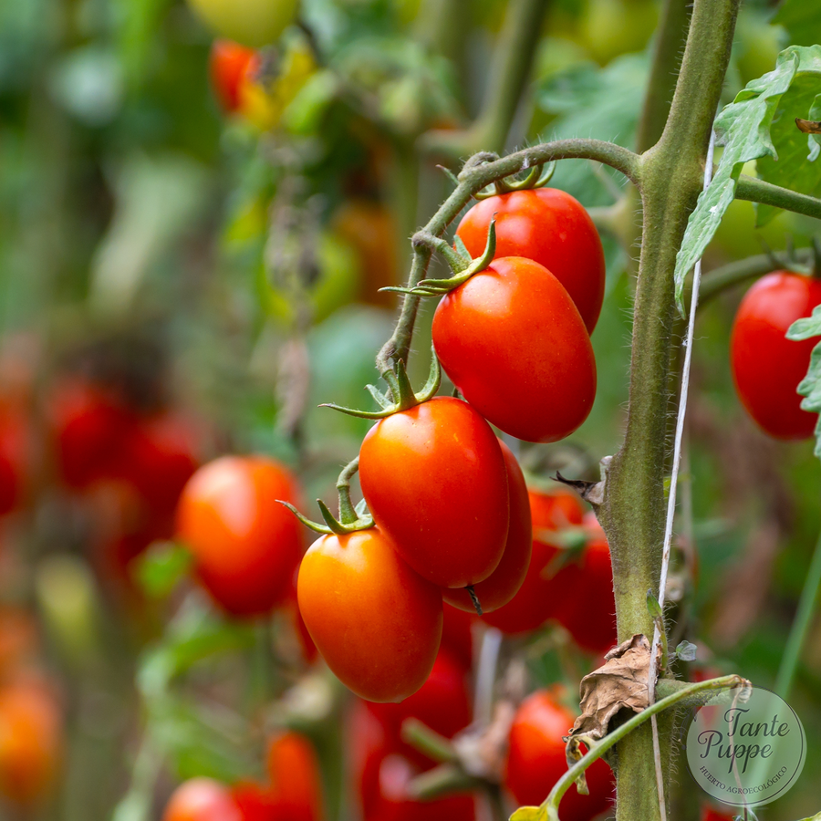 Tomate Pear Drops Red
