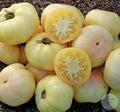 Tomate White Tomesol