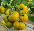 Tomate Yellow Ruffled