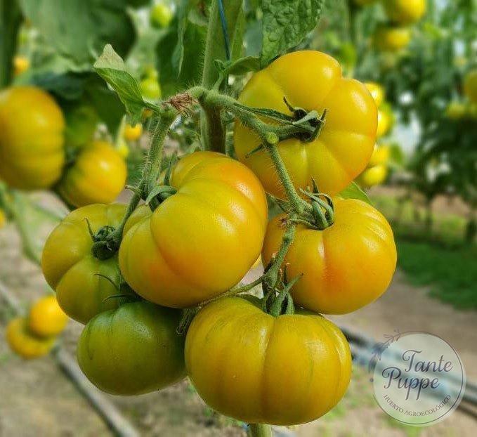 Tomate Yellow Ruffled