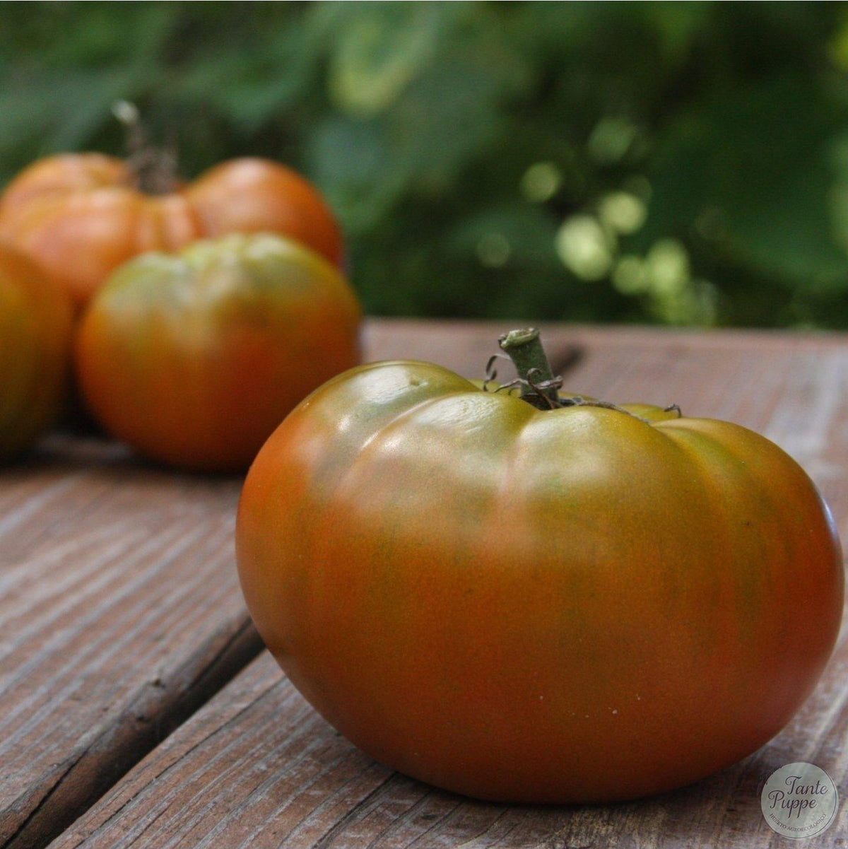 Tomate Thorburn Terra-cota