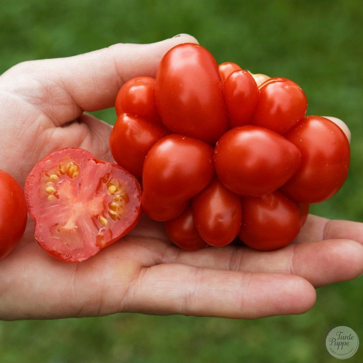 Tomate Reise – Tomate de viaje