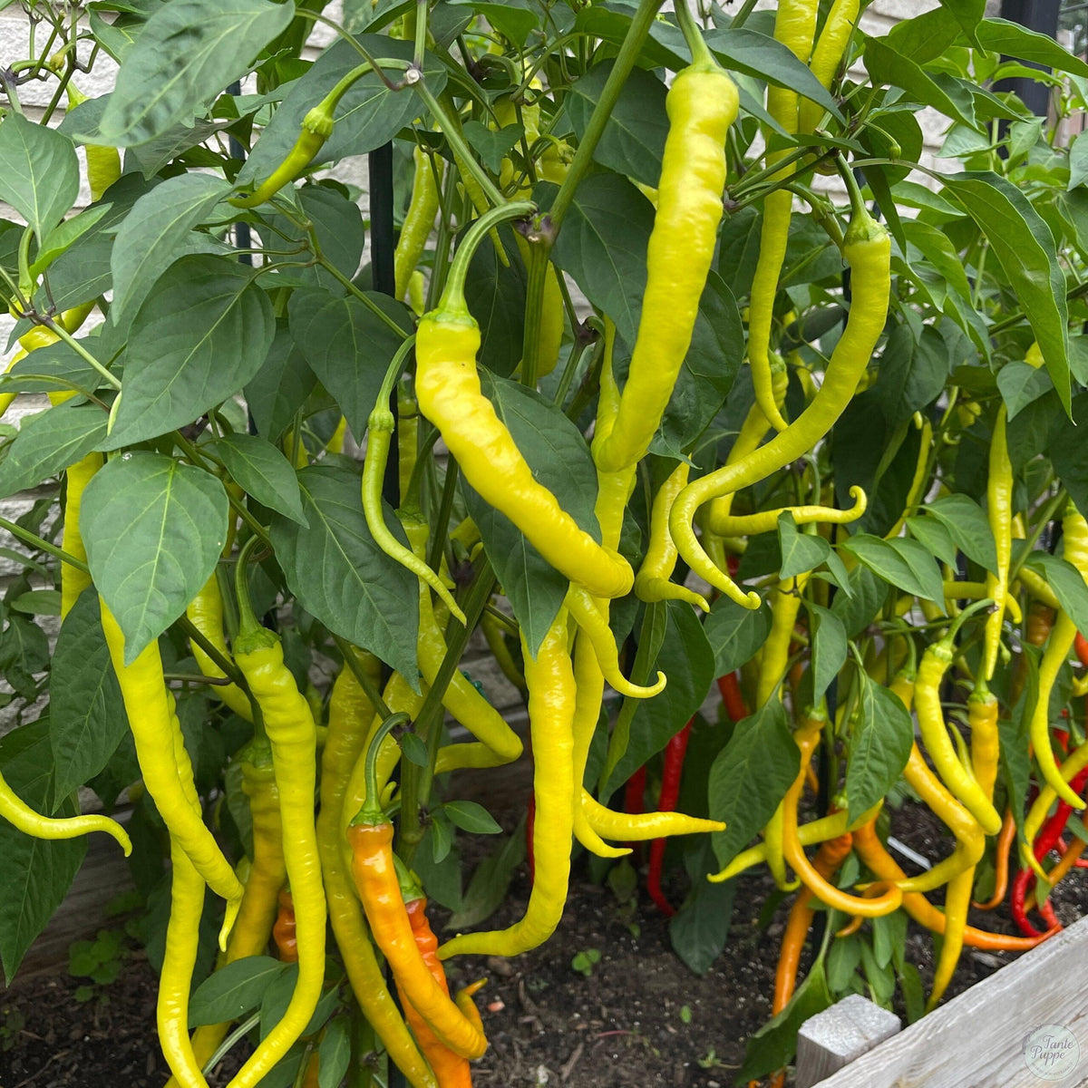 Pimiento Corbaci
