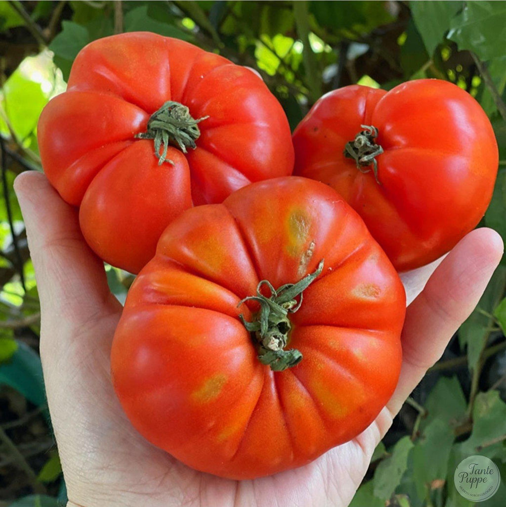 Tomate Limachino rojo