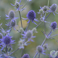 Eryngium