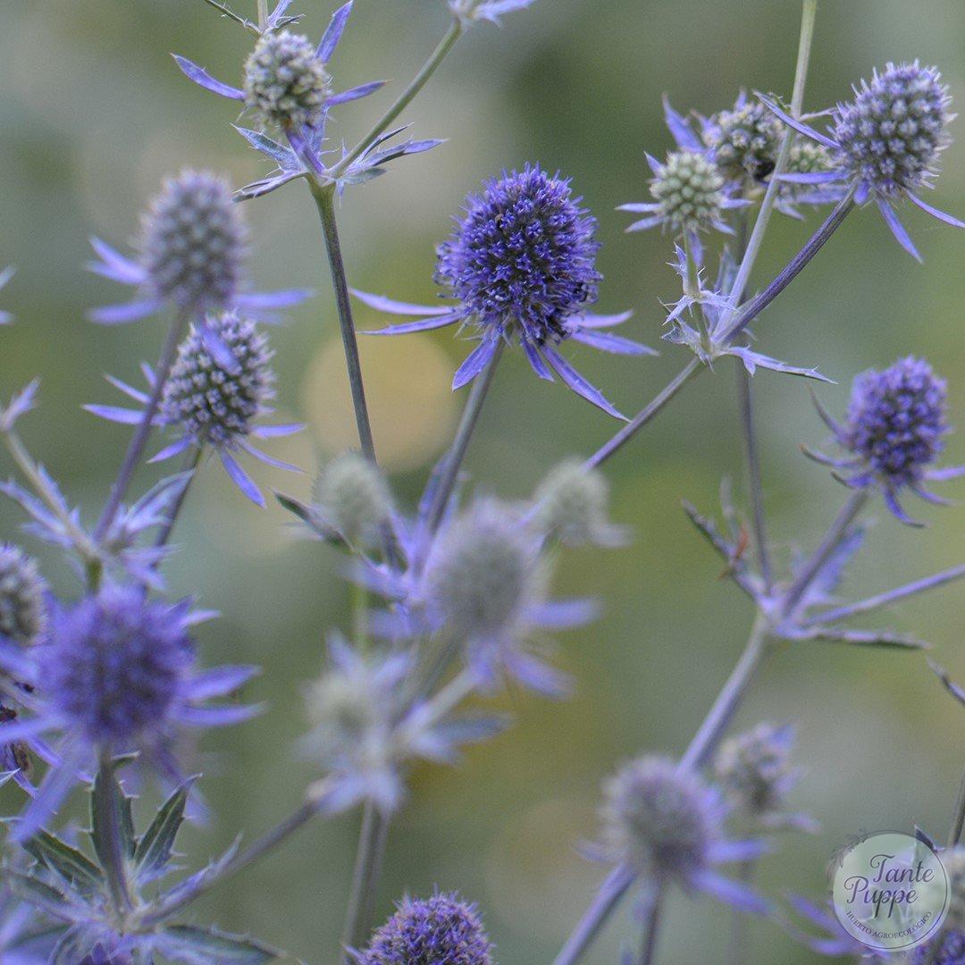 Eryngium