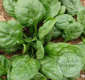 Espinaca verde