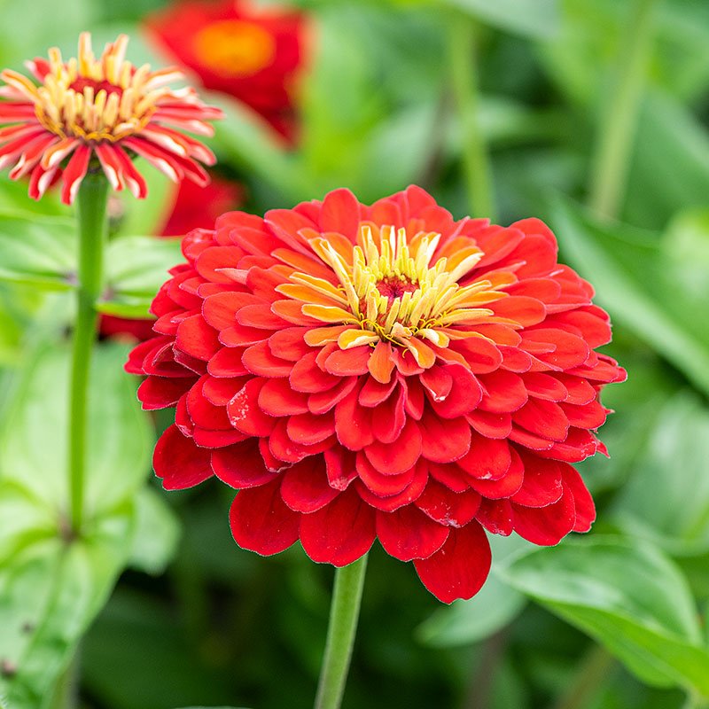 Zinnia roja doble