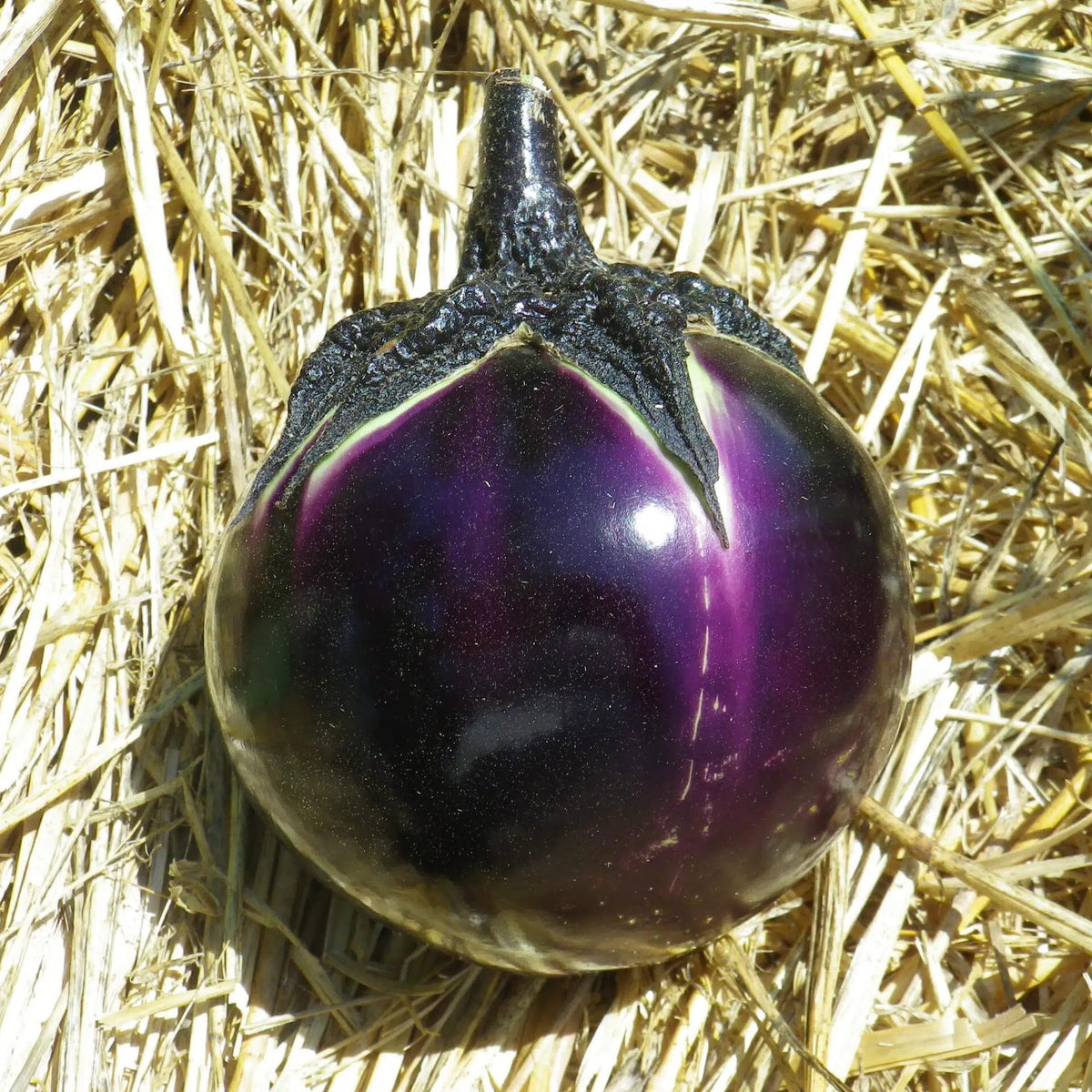 Berenjena Valenciana