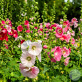 Malva mix