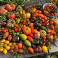 Colección «Tomates»