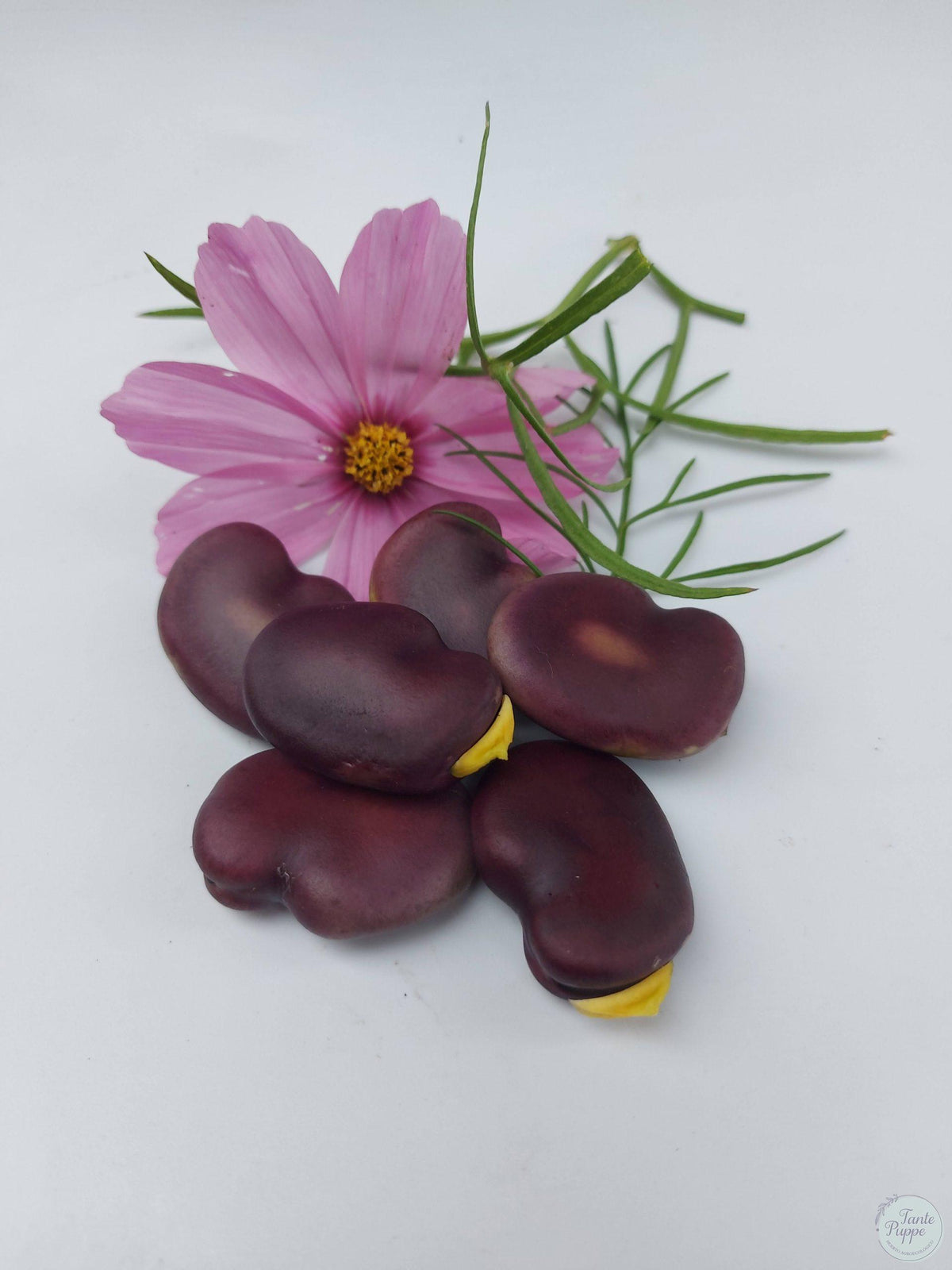 Haba morada