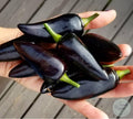 Ají Jalapeño azabache