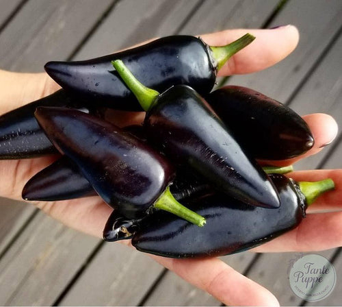 Ají Jalapeño azabache