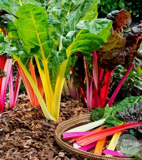 Acelgas Mix de colores