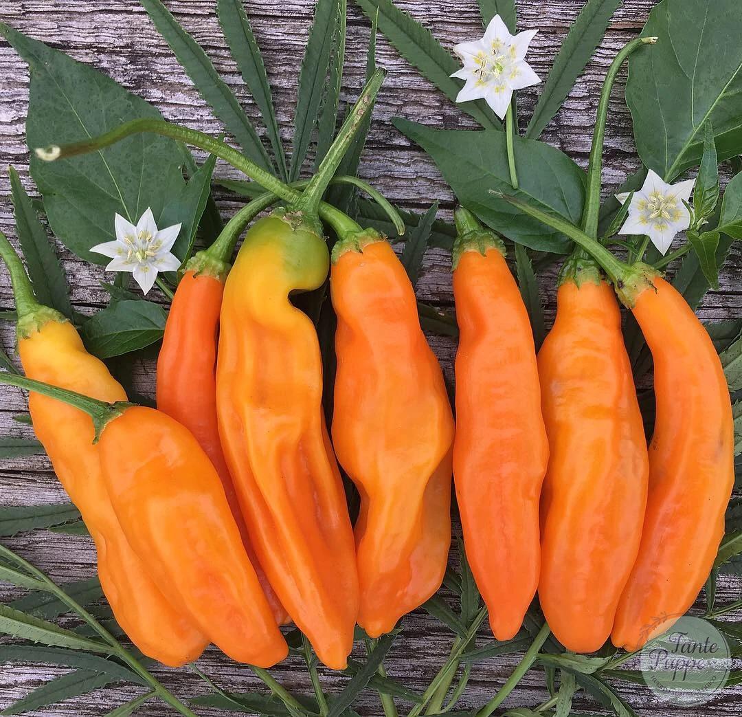 Ají amarillo peruano