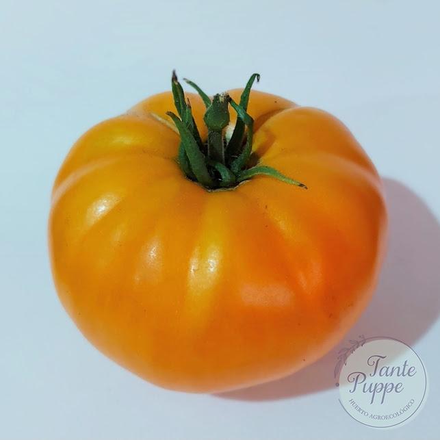 Tomate Amana Orange