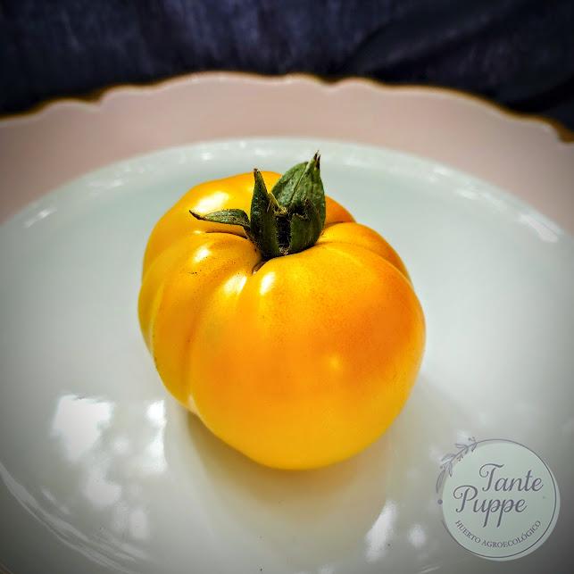 Tomate Amarillo peñasco