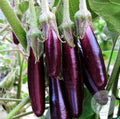 Berenjena Little Fingers