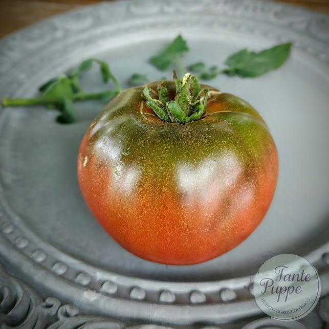 Tomate Black from Tula
